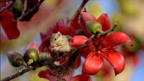 A feasting squirrel (Prerna Jain)