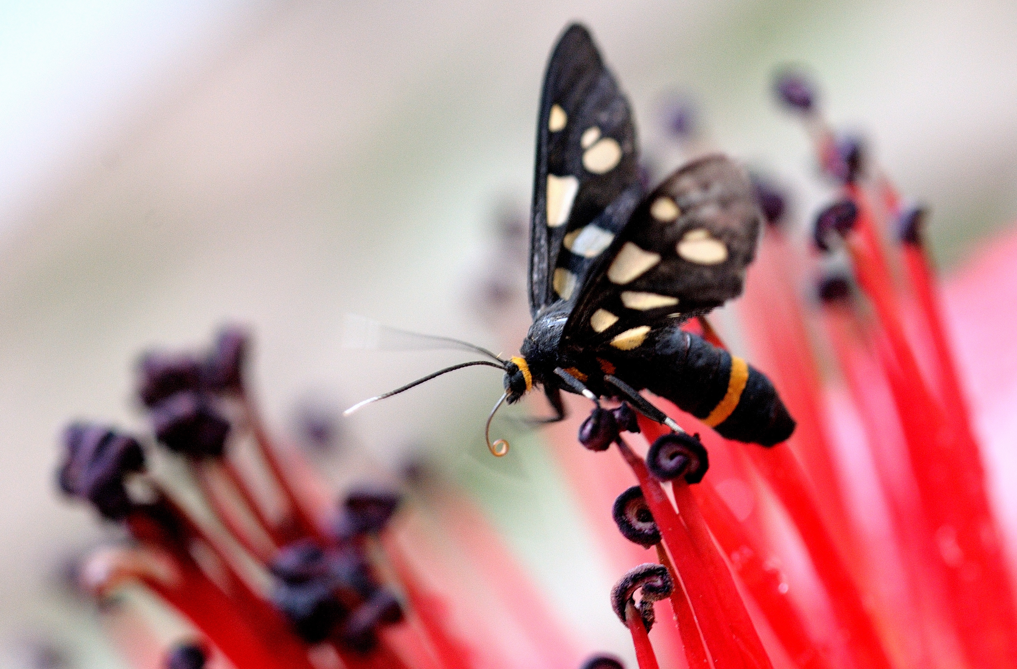 A wasp moth supping on nectar (Prerna Jain) A wasp moth supping on nectar (Prerna Jain)