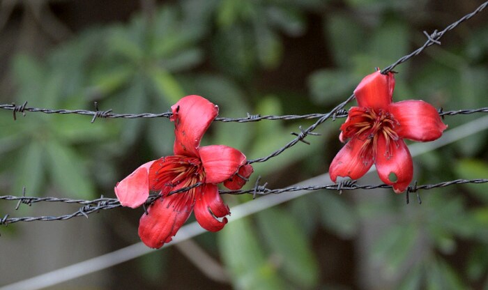 “Every year, in February, the floor of my backyard is carpeted with semal flowers. There are heaps of them everywhere. The boundary wall, the barbed wire on the boundary wall, the iron gate, all are festooned with them.” (Prerna Jain) “Every year, in February, the floor of my backyard is carpeted with semal flowers. There are heaps of them everywhere. The boundary wall, the barbed wire on the boundary wall, the iron gate, all are festooned with them.” (Prerna Jain)