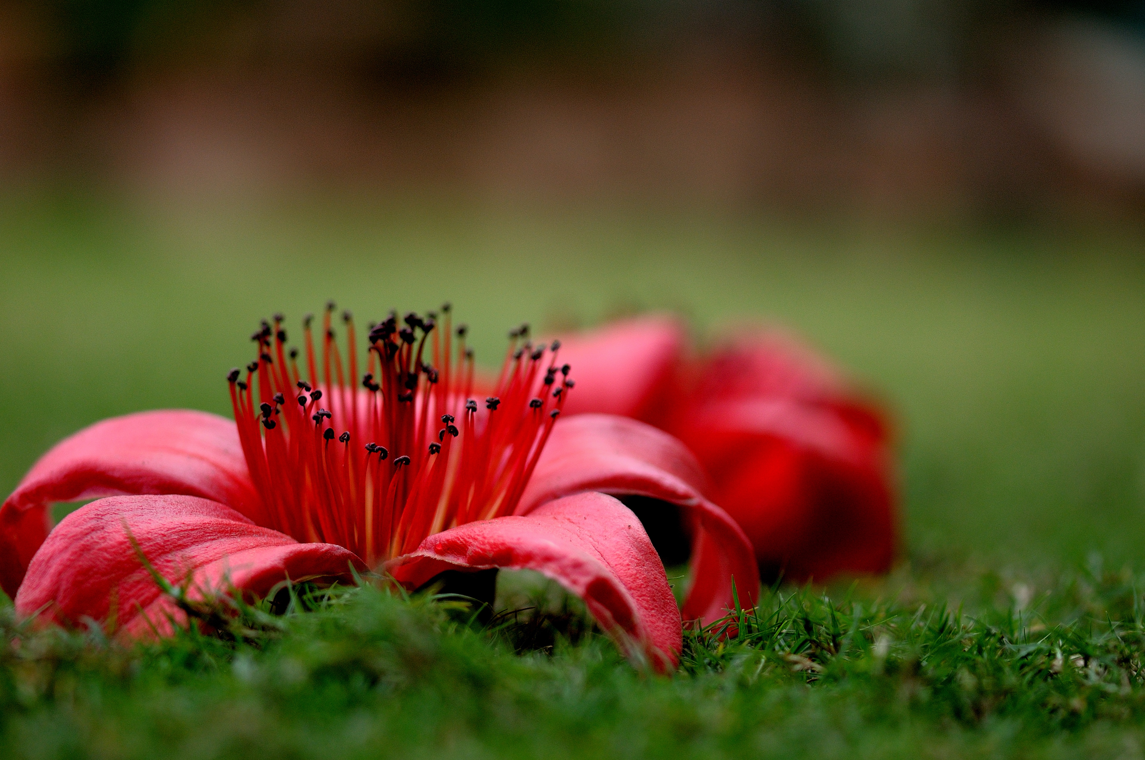 A semal flower (Prerna Jain) A semal flower (Prerna Jain)