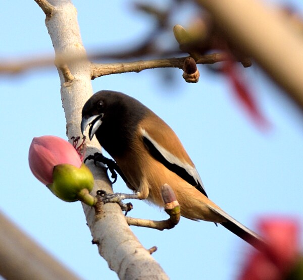 A rufous treepie contemplating a semal bud. (Prerna Jain) A rufous treepie contemplating a semal bud. (Prerna Jain)