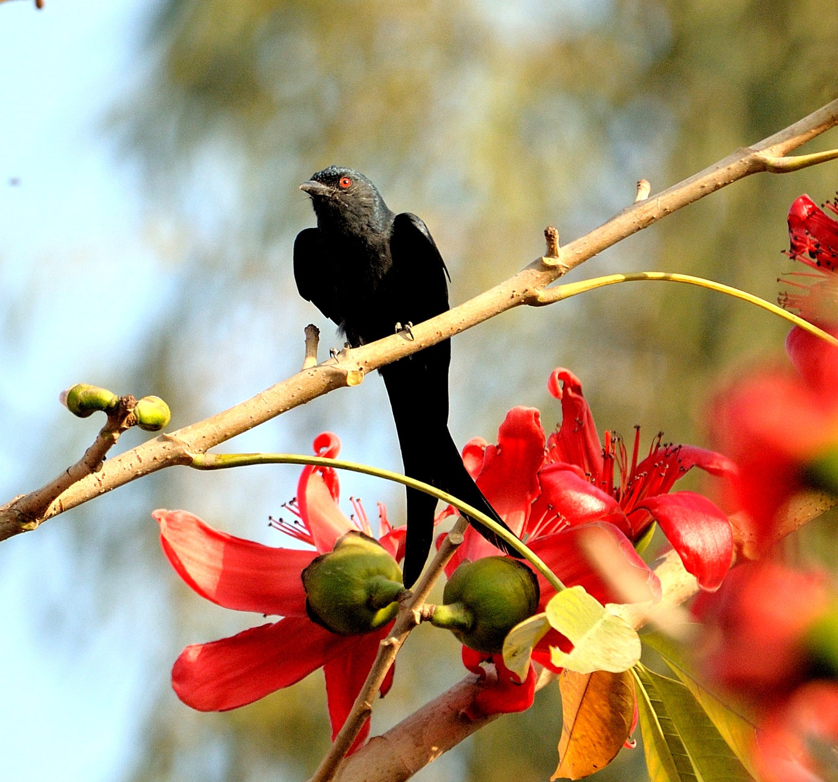 A black drongo (Prerna Jain) A black drongo (Prerna Jain)
