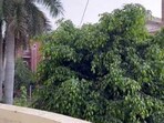 Delhi Rain: The image is taken from a video shared by a Twitter user.