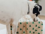Dog gifts can include bandanas, dog balls, beds, collar tags, dog toys and shampoos.