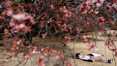 Visitors take a nap under an early-flowering cherry tree at a park in Tokyo, Japan on March 1. (Issei Kato/ Reuters ) Visitors take a nap under an early-flowering cherry tree at a park in Tokyo, Japan on March 1. (Issei Kato/ Reuters )
