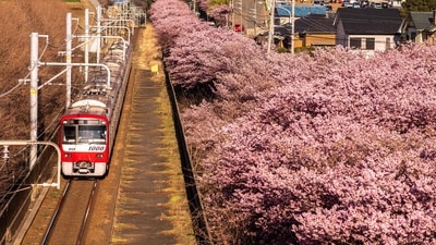 A Keikyu line train moves past Kawazu cherry blossom trees-- one of the earliest blooming cherry blossoms in Japan, in Miura city of Kanagawa Prefecture, on February 27. (Philip Fong / AFP) A Keikyu line train moves past Kawazu cherry blossom trees-- one of the earliest blooming cherry blossoms in Japan, in Miura city of Kanagawa Prefecture, on February 27. (Philip Fong / AFP)