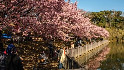 Tourists pose under the Kawazu cherry blossom trees, one of the earliest blooming cherry blossoms in Japan, in Miura city of Kanagawa Prefecture, on February 27. (Philip Fong / AFP) Tourists pose under the Kawazu cherry blossom trees, one of the earliest blooming cherry blossoms in Japan, in Miura city of Kanagawa Prefecture, on February 27. (Philip Fong / AFP)