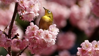 A Mejiro (Japanese white eye bird) on an early-flowering cherry blossoms in full bloom at a park in Tokyo, Japan on March 1. (Issei Kato / Reuters) A Mejiro (Japanese white eye bird) on an early-flowering cherry blossoms in full bloom at a park in Tokyo, Japan on March 1. (Issei Kato / Reuters)
