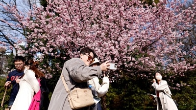 Visitors take selfies under an early-flowering cherry tree in full bloom at a park in Tokyo, Japan on March 1. (Issei Kato / Reuters) Visitors take selfies under an early-flowering cherry tree in full bloom at a park in Tokyo, Japan on March 1. (Issei Kato / Reuters)