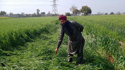 A farmer showing lodging in the wheat crop after a storm at Diyon village in Bathinda district on Wednesday. (Sanjeev Kumar/HT) A farmer showing lodging in the wheat crop after a storm at Diyon village in Bathinda district on Wednesday. (Sanjeev Kumar/HT)