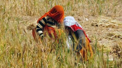 Ajmer, Mar 01 (ANI): Workers harvest wheat crop, at a village, in Ajmer on Wednesday. (ANI Photo) (Himanshu Sharma) Ajmer, Mar 01 (ANI): Workers harvest wheat crop, at a village, in Ajmer on Wednesday. (ANI Photo) (Himanshu Sharma)