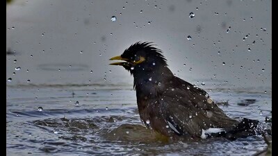 Common myna bird taking a dip in waterlogged fields at PAU, Ludhiana, to escape from the heat. (Gurpreet Singh/HT) Common myna bird taking a dip in waterlogged fields at PAU, Ludhiana, to escape from the heat. (Gurpreet Singh/HT)