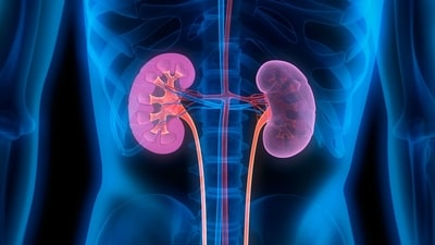 Signs of weak kidney, tips to prevent chronic kidney disease (Photo by Twitter/AshfordIns) Signs of weak kidney, tips to prevent chronic kidney disease (Photo by Twitter/AshfordIns)