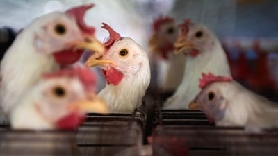 Bird Flu In Cambodia: Chickens sit in cages at a farm. (Reuters)