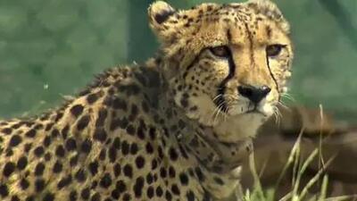Jhala, who led a long-term research project on Asiatic lions, since 2002, has been working with Project Tiger, and was overseeing the arrival of Cheetahs from Namibia (Representative Photo) Jhala, who led a long-term research project on Asiatic lions, since 2002, has been working with Project Tiger, and was overseeing the arrival of Cheetahs from Namibia (Representative Photo)