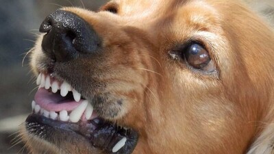 The debate over stray dogs was back on centrestage, days after a four-year-old child in Hyderabad was dragged by a pack of stray dogs in a deserted street. (Pixabay) The debate over stray dogs was back on centrestage, days after a four-year-old child in Hyderabad was dragged by a pack of stray dogs in a deserted street. (Pixabay)