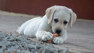 Nutrition tips for your dog as summer approaches (Pixabay)