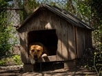 Dog houses keep both the owner and the pet in a happy space.