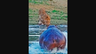 The image shows the lion looking at the hippo while drinking water. (Instagram/@latestkruger)