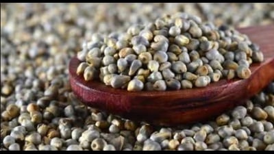 Pearl millet (bajra) (HT File Photo)