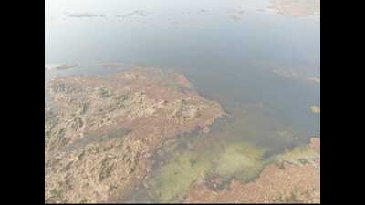 The biodiversity-rich Haiderpur Wetland hosts hundreds of migratory and water bird species that arrive to the sanctuary during the winter season. (HT File)