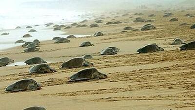 The nesting period of turtles is usually between February and March (Representative Photo) The nesting period of turtles is usually between February and March (Representative Photo)