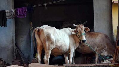 The petition alleged that there have been ‘rampant incidents of cow slaughtering in Delhi’ despite there being a large number of policemen. (Representative Image) The petition alleged that there have been ‘rampant incidents of cow slaughtering in Delhi’ despite there being a large number of policemen. (Representative Image)