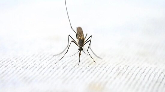 10. Japanese Encephalitis: Japanese encephalitis is a viral infection caused by the Japanese encephalitis virus. It is spread through the bite of an infected mosquito. Symptoms include fever, headache, confusion, and seizures. Treatment for Japanese encephalitis includes supportive care and antiviral medications.(Pexels)