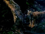 IFS officer shares video of tigers. IFS officer shares video of tigers.