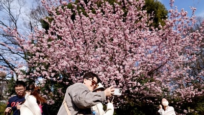 Japan New Islands: Visitors take selfie photos as they look at early-flowering cherry blossoms in full bloom at a park in Tokyo, Japan. (Reuters)