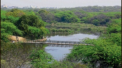 Sanjay Van, a reserve forest in south Delhi that comes under the jurisdiction of DDA, is home to more than 200 species of birds. (HT Photo) Sanjay Van, a reserve forest in south Delhi that comes under the jurisdiction of DDA, is home to more than 200 species of birds. (HT Photo)