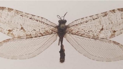 The bug's wingspan was over two inches across. (Penn State University) The bug's wingspan was over two inches across. (Penn State University)