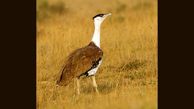 The Great Indian Bustard has disappeared from 90% of its habitat except parts of Rajasthan and Gujarat (FILE) The Great Indian Bustard has disappeared from 90% of its habitat except parts of Rajasthan and Gujarat (FILE)