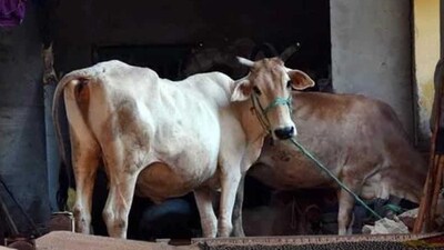 The petition alleged that there have been ‘rampant incidents of cow slaughtering in Delhi’ despite there being a large number of policemen. (Representative Image) The petition alleged that there have been ‘rampant incidents of cow slaughtering in Delhi’ despite there being a large number of policemen. (Representative Image)