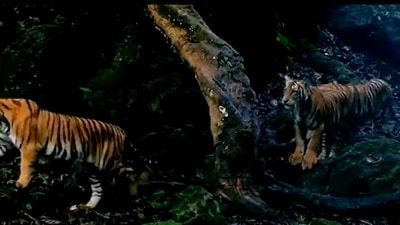 IFS officer shares video of tigers. (Twitter/@susantananda3) IFS officer shares video of tigers. (Twitter/@susantananda3)