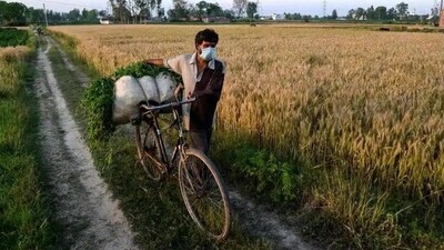 Funds transfer worth  ₹18,700 crore has been done under PM KISAN and PM Fasal Bima Yojana claims worth  ₹6,400 crore released in the past two months, she said. (PTI file photo)