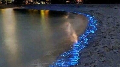 Mandarmani Beach, West Bengal: Located in the East Midnapore district of West Bengal, Mandarmani Beach is one of the few beaches in eastern India where you can witness bioluminescence. The blue-green glow of the sea here is a sight to behold.&nbsp; (Representative Image (Pinterest))