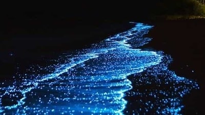 Palolem Beach, Goa: Known for its laid-back vibe and picturesque scenery, Palolem Beach is also home to bioluminescent phytoplankton that lights up the waters at night. Take a walk along the shore or rent a boat to experience the glowing sea up close.&nbsp; (Representative Image (Pinterest))