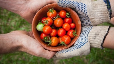 Enjoy the process: Gardening can be a relaxing and rewarding hobby. Take the time to enjoy the process and learn as you go. Don't be afraid to experiment and try new things, and remember that gardening is a journey, not a destination. (Unsplash) Enjoy the process: Gardening can be a relaxing and rewarding hobby. Take the time to enjoy the process and learn as you go. Don't be afraid to experiment and try new things, and remember that gardening is a journey, not a destination. (Unsplash)