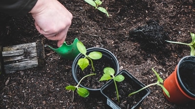 Start with easy-to-grow plants: For your first garden, it's a good idea to start with plants that are easy to grow and require minimal maintenance. Some examples include tomatoes, cucumbers, zucchini, lettuce, and herbs like basil and mint. (Unsplash) Start with easy-to-grow plants: For your first garden, it's a good idea to start with plants that are easy to grow and require minimal maintenance. Some examples include tomatoes, cucumbers, zucchini, lettuce, and herbs like basil and mint. (Unsplash)