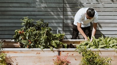 Choose the right location: Choose a location for your garden that receives at least six hours of sunlight each day. Also, make sure the area has good drainage and is not prone to flooding. (Unsplash) Choose the right location: Choose a location for your garden that receives at least six hours of sunlight each day. Also, make sure the area has good drainage and is not prone to flooding. (Unsplash)