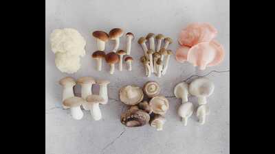 (Clockwise from left) Lion’s mane, pioppino, buna-shimeji, pink oyster, elm oyster, shiitake and king oyster grown at Green Apron. (Clockwise from left) Lion’s mane, pioppino, buna-shimeji, pink oyster, elm oyster, shiitake and king oyster grown at Green Apron.