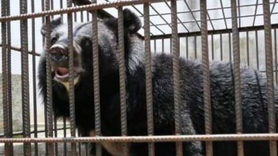 The authorities revealed that the bear weighed over 400 pounds and was one meter tall. (New York Post)