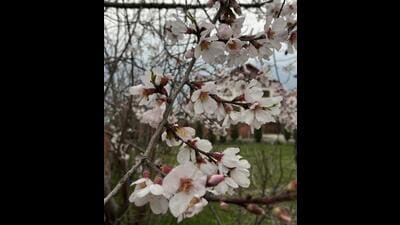 An almond tree during its flowering phase in Srinagar. (Waseem Andrabi/HT) An almond tree during its flowering phase in Srinagar. (Waseem Andrabi/HT)