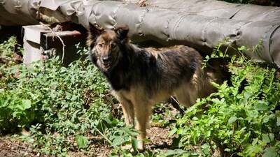 This photo provided by Timothy Mousseau in Feb. 2023 shows a dog in the Chernobyl area of Ukraine. (AP) This photo provided by Timothy Mousseau in Feb. 2023 shows a dog in the Chernobyl area of Ukraine. (AP)