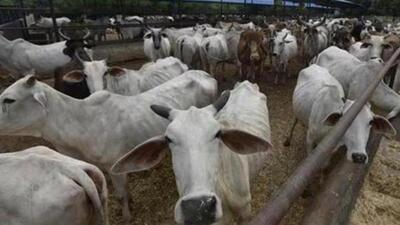 The Allahabd high court said that the cow is taken to be a representative of divinity across faith. (Representative Image)