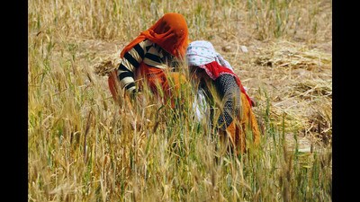 The government aims to procure 34.1 million tonne of wheat at federally determined prices (Himanshu Sharma) The government aims to procure 34.1 million tonne of wheat at federally determined prices (Himanshu Sharma)