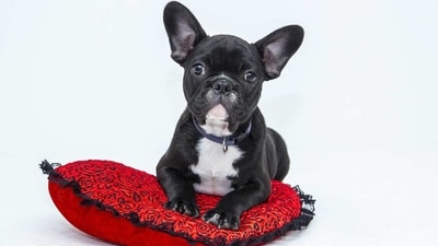 Bulldog: The Bulldog is a medium-sized breed that is known for its friendly and playful nature. They are often used as therapy dogs, and make great family pets. (Pixabay) Bulldog: The Bulldog is a medium-sized breed that is known for its friendly and playful nature. They are often used as therapy dogs, and make great family pets. (Pixabay)