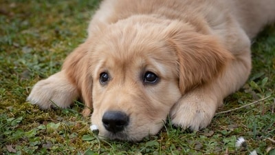 Golden Retriever: The Golden Retriever is a large, gentle breed that is known for its intelligence, obedience, and friendly nature. They are often used as assistance and therapy dogs, and make great family pets. (Pixabay) Golden Retriever: The Golden Retriever is a large, gentle breed that is known for its intelligence, obedience, and friendly nature. They are often used as assistance and therapy dogs, and make great family pets. (Pixabay)