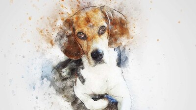 Beagle: The Beagle is a small breed that is known for its intelligence and friendly nature. They are often used as hunting dogs, and make great family pets. (Pixabay) Beagle: The Beagle is a small breed that is known for its intelligence and friendly nature. They are often used as hunting dogs, and make great family pets. (Pixabay)